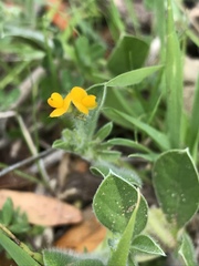 Anthyllis circinnata