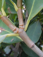 Clusia trochiformis