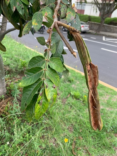 Imagem de Ingá
