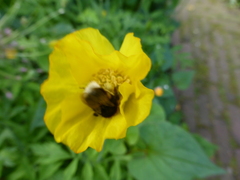 Bombus terrestris