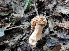 Morchella esculenta