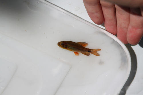 Sailfin tetra (Crenuchus spilurus) — Crenuchidae — 5
