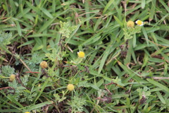 Cotula nigellifolia