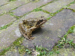 Rana temporaria