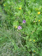 Sisyrinchium chilense