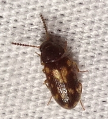 Mycetophagus pluripunctatus