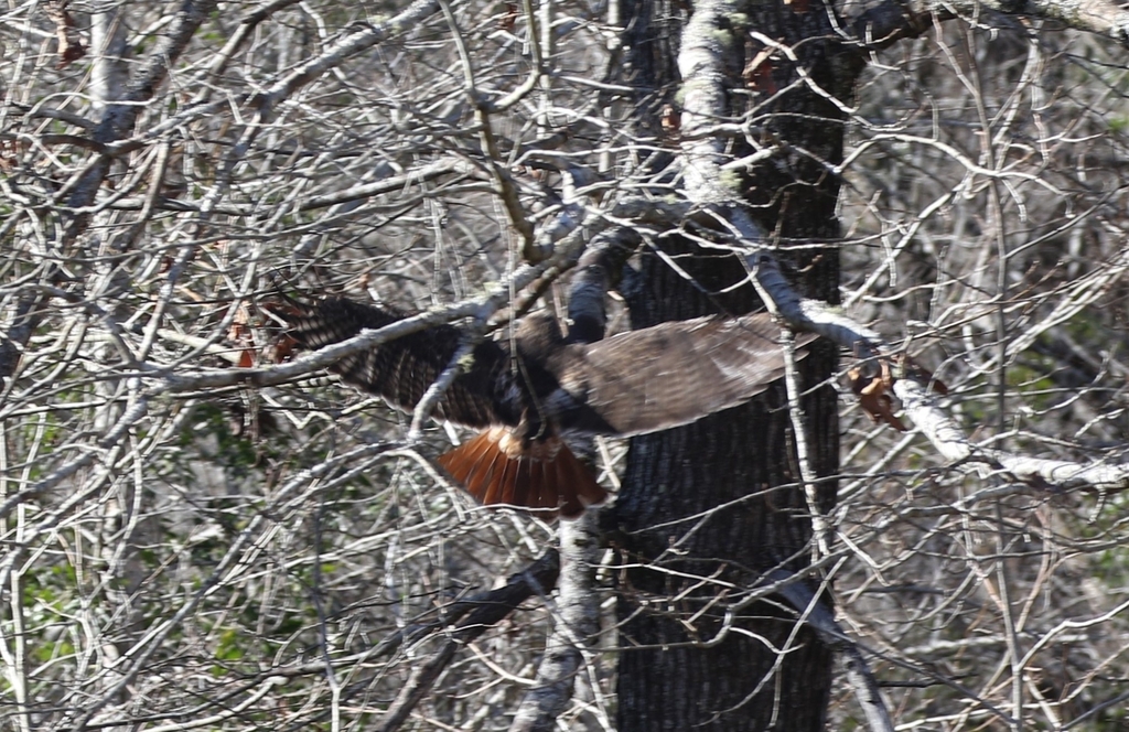 Red Tailed Hawk In January 2024 By E A Stepped Out Of The House And   Large 