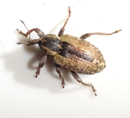 Phytonome de la Luzerne