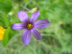 Sisyrinchium chilense