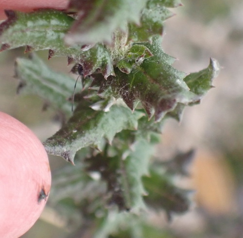 Image of Senecio ilicifolius by (c) Nicola van Berkel, some rights reserved (CC BY-SA)