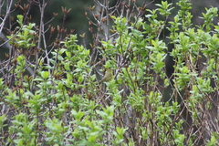 Leiothlypis celata lutescens