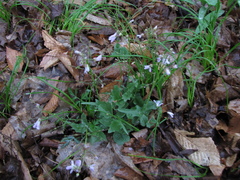 Cardamine douglassii