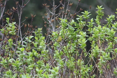 Leiothlypis celata lutescens