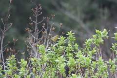 Leiothlypis celata lutescens