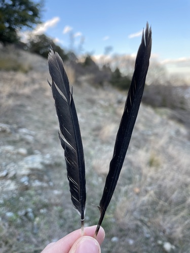 Plume de Cormoran pygmée
