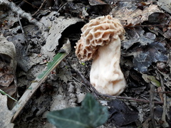 Morchella esculenta