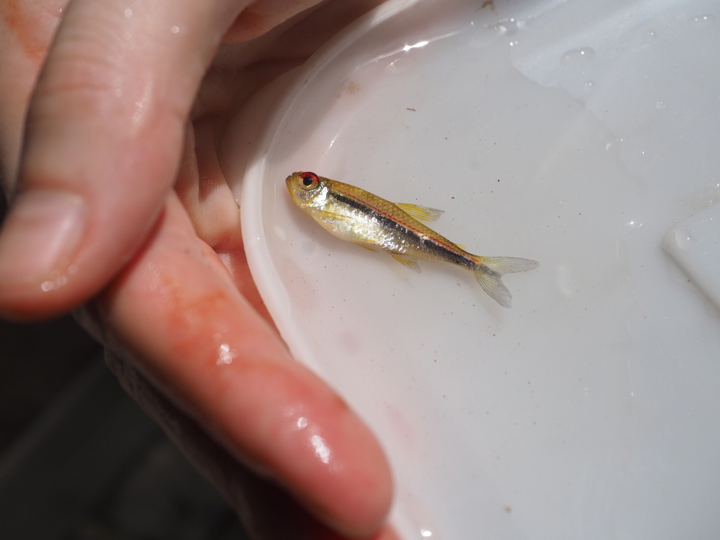 Tétra à trois bandes (Tétra-drapeau) (Hyphessobrycon heterorhabdus)