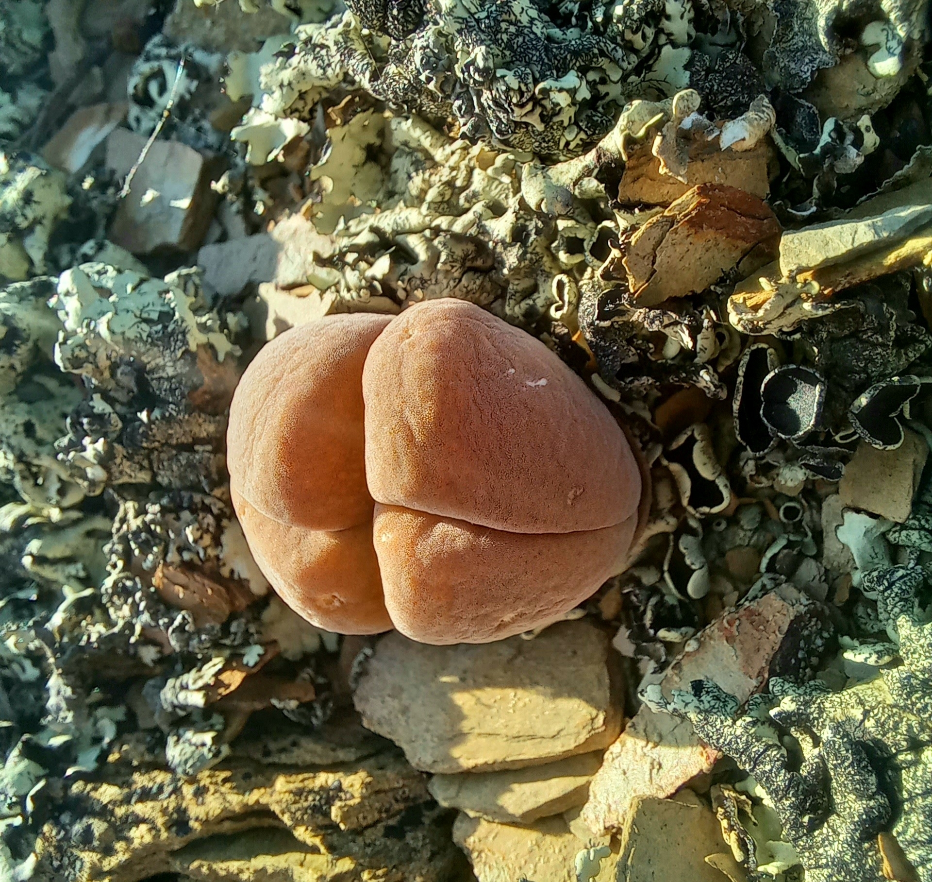 Parrotbill Humpfig (Gibbaeum dispar)