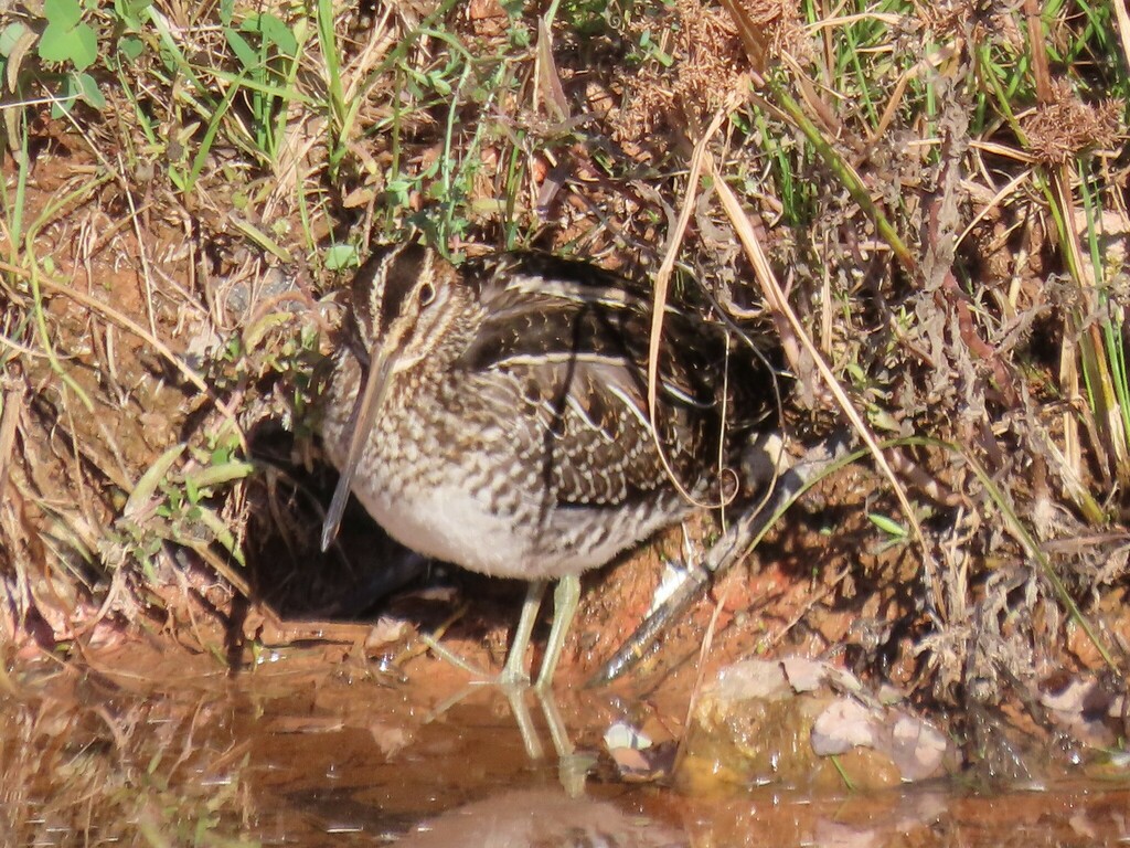 Wilson's Snipe from 1000 Kembo Rd, Curtis Bay, MD 21226, USA on ...