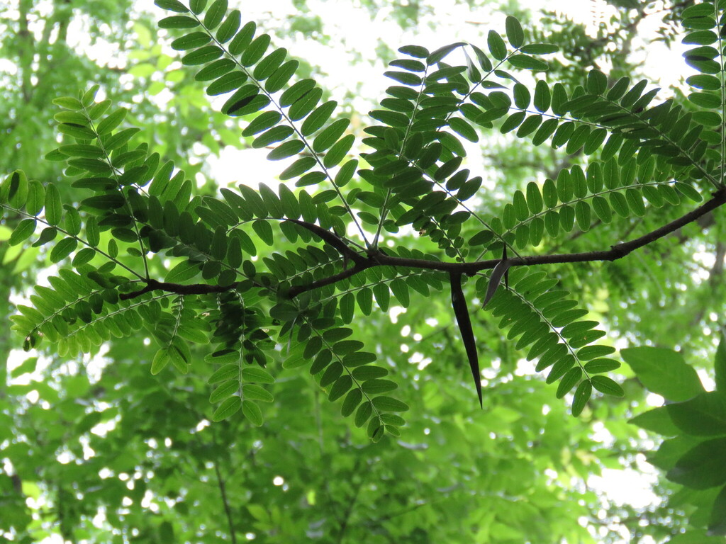 honey locust from New Franklin, OH, USA on June 23, 2023 at 0115 PM by