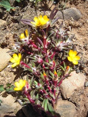 Portulaca perennis