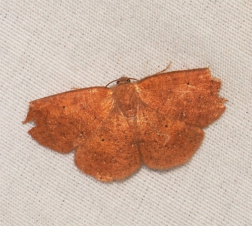Mimomma ochriplaga
