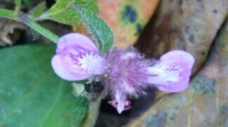 Purple Justicia