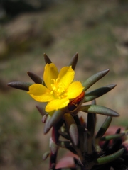 Portulaca perennis