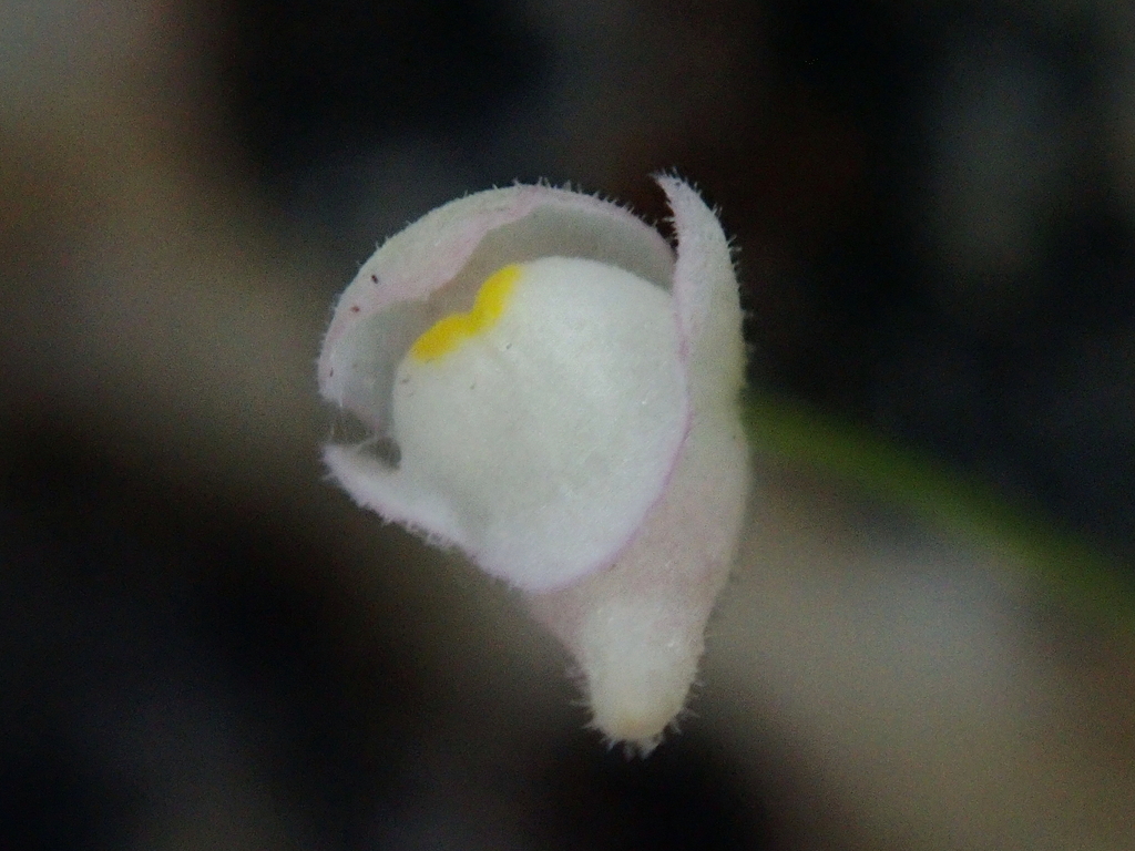Utricularia hirtella A.St.-Hil. & Girard
