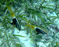 Parupeneus barberinoides