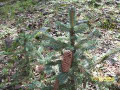 Picea chihuahuana