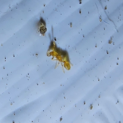 Texas Thief Ant