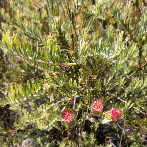 Karoo Pincushion (Leucospermum saxatile)