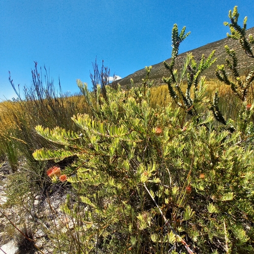 Image of Leucospermum saxatile by (c) kevin koen, some rights reserved (CC BY-SA)