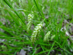 Carex cherokeensis