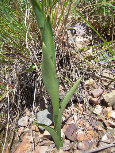 Odontorrhynchus alticola, photograph 5
