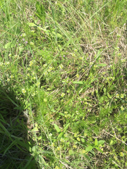 Valerianella
