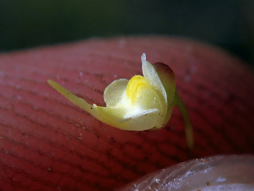 Utricularia trinervia Benj.