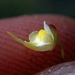 Utricularia trinervia - Photo Sem direitos reservados, uploaded by Tsssss