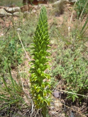 Odontorrhynchus alticola, photograph author not stated, no rights reserved