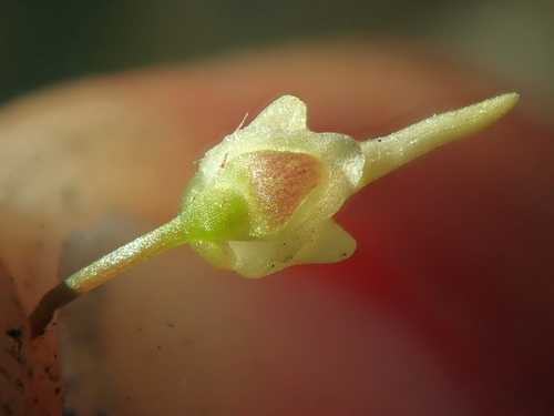 Utricularia trinervia Benj. 2