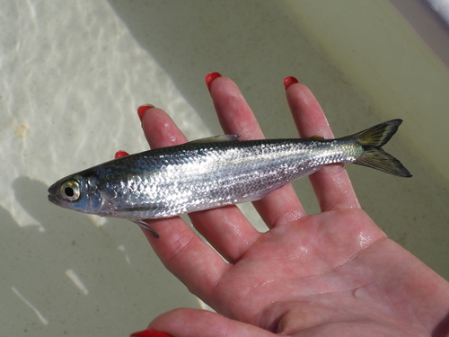 Glass tetra (Bryconops alburnoides) — Iguanodectidae — 4
