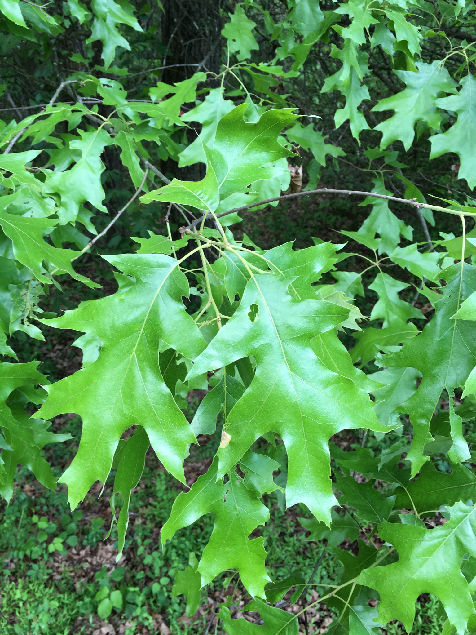 quercus pagoda