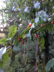 Coprosma tenuifolia