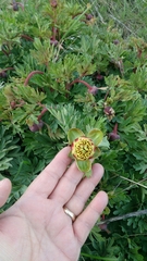 Paeonia brownii