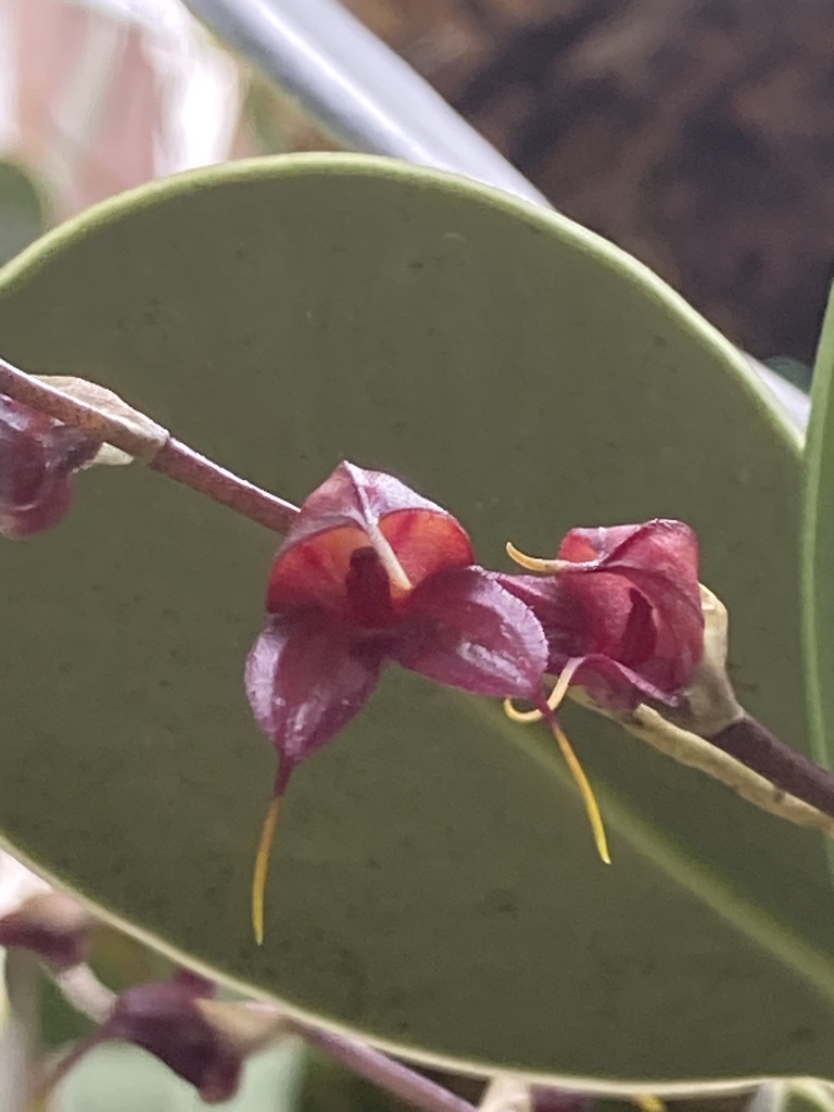 Masdevallia dimorphotricha