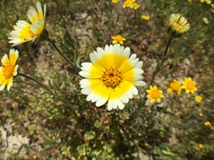 Layia munzii