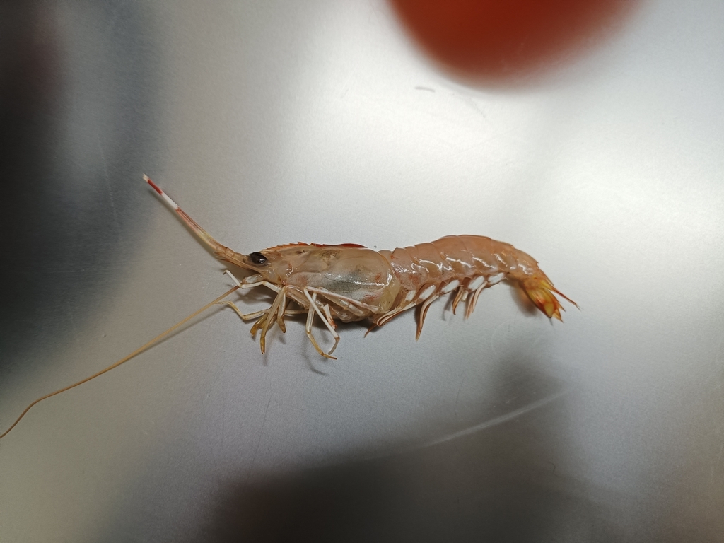 Solenocera alticarinata
