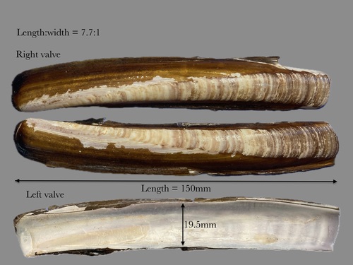 Arched Razor Shell (Ensis magnus) · iNaturalist