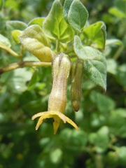 Salpichroa tristis